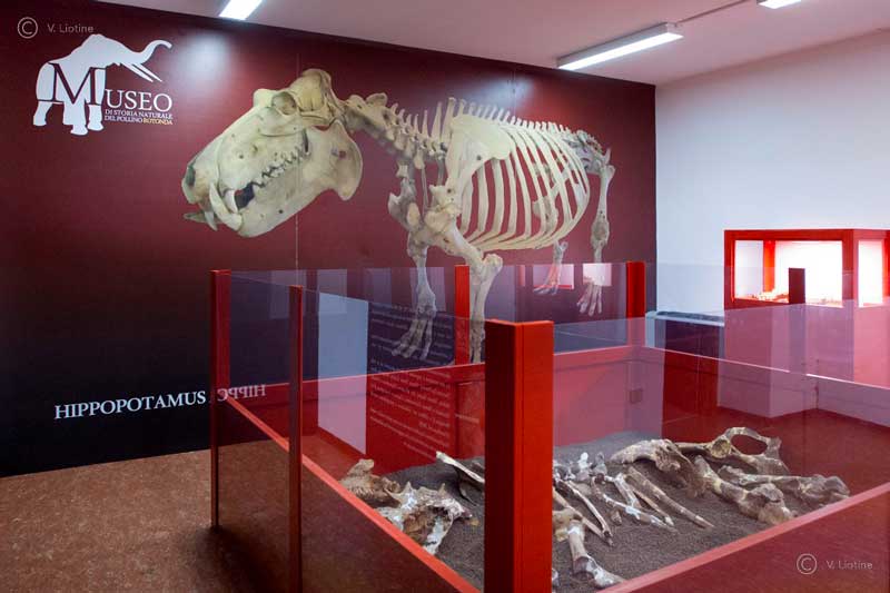 Museo Naturalistico e Paleontologico di Rotonda